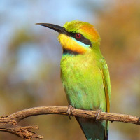 Rainbow Bee-eater